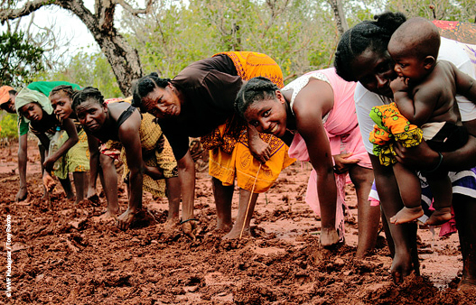 Villagers from Manombo, north of Morondava, plant mangrove seedlings.