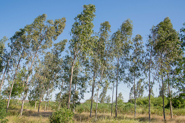 Eucalyptus_fuelwood-plantation-in-Mahafaly